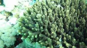 Acropora cerealis im Aquarium halten