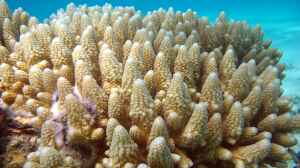 Acropora gemmifera im Aquarium halten