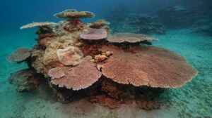 Acropora hyacinthus im Aquarium halten
