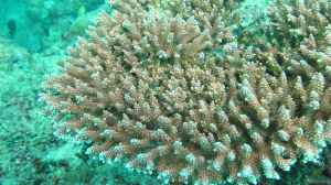 Acropora loripes im Aquarium halten