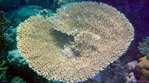 Acropora parapharaonis im Aquarium halten