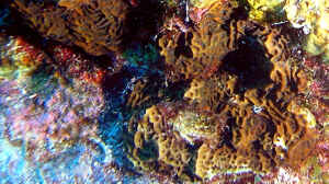 Agaricia agaricites im Aquarium halten