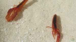 Alpheus lottini im Aquarium halten