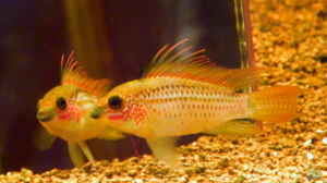 Apistogramma eremnopyge im Aquarium halten