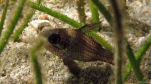 Apogonichthyoides timorensis im Aquarium halten