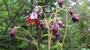 Aquilegia atrata im Garten pflanzen