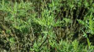 Artemisia abrotanum am Gartenteich