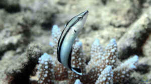 Aspidontus tractus im Aquarium halten