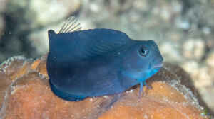 Atrosalarias fuscus im Aquarium halten
