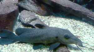 Auchenoglanis occidentalis im Aquarium halten