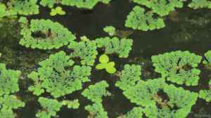 Azolla pinnata im Aquarium oder Teich