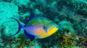 Balistes vetula im Aquarium halten