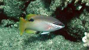Bodianus albotaeniatus im Aquarium halten