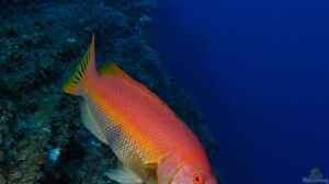 Bodianus scrofa im Aquarium halten