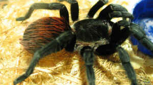 Brachypelma vagans halten