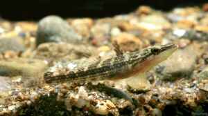 Butis amboinensis im Aquarium halten