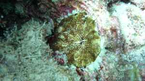 Cantharellus jebbi im Aquarium halten