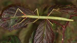 Carausius morosus im Terrarium halten