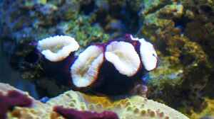 Caulastraea echinulata im Aquarium halten
