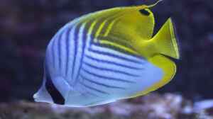 Chaetodon auriga im Aquarium halten