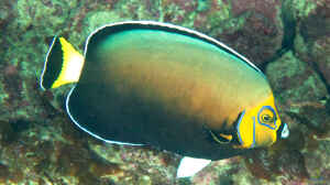 Chaetodontoplus conspicillatus im Aquarium halten