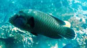 Cheilinus undulatus im Aquarium halten