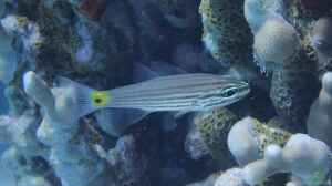Cheilodipterus artus im Aquarium halten