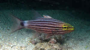 Cheilodipterus macrodon im Aquarium halten