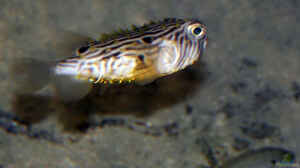 Chilomycterus schoepfii im Aquarium halten