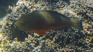 Chlorurus strongylocephalus im Aquarium halten