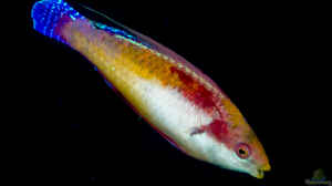Cirrhilabrus tonozukai im Aquarium halten