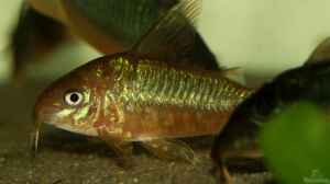 Corydoras pantanalensis im Aquarium halten