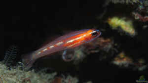 Coryphopterus personatus im Aquarium halten