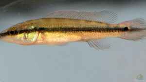 Crenicichla scottii im Aquarium halten