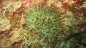 Cribrinopsis crassa im Aquarium halten