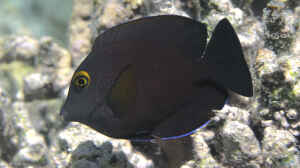 Ctenochaetus truncatus im Aquarium halten