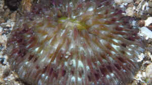 Cycloseris boschmai im Aquarium halten