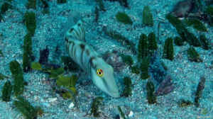 Cymolutes torquatus im Aquarium halten