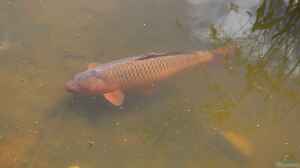 Cyprinus carpio im Gartenteich halten