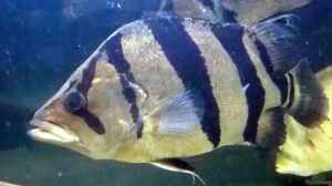 Datnioides campbelli im Aquarium halten