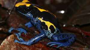 Dendrobates tinctorius im Terrarium halten