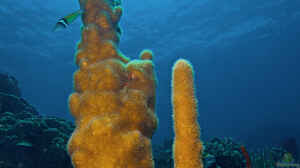 Dendrogyra cylindrus im Aquarium halten