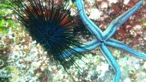 Diadema mexicanum im Aquarium halten
