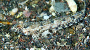 Diplogrammus xenicus im Aquarium halten
