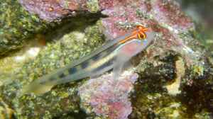 Elacatinus puncticulatus im Aquarium halten