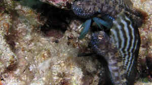 Emblemaria pandionis im Aquarium halten