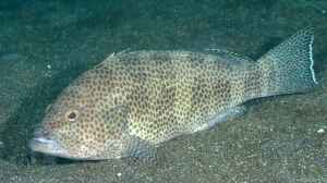 Epinephelus areolatus im Aquarium halten