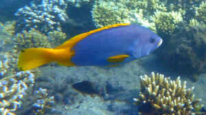 Epinephelus flavocaeruleus im Aquarium halten