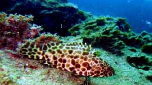 Epinephelus quoyanus im Aquarium halten