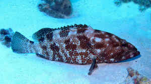 Epinephelus tauvina im Aquarium halten